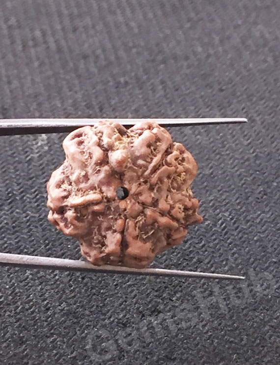 5 Mukhi Natural Certified Rudraksha Size- 21 mm Premium
